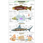 Fish Anatomy Educational Chart